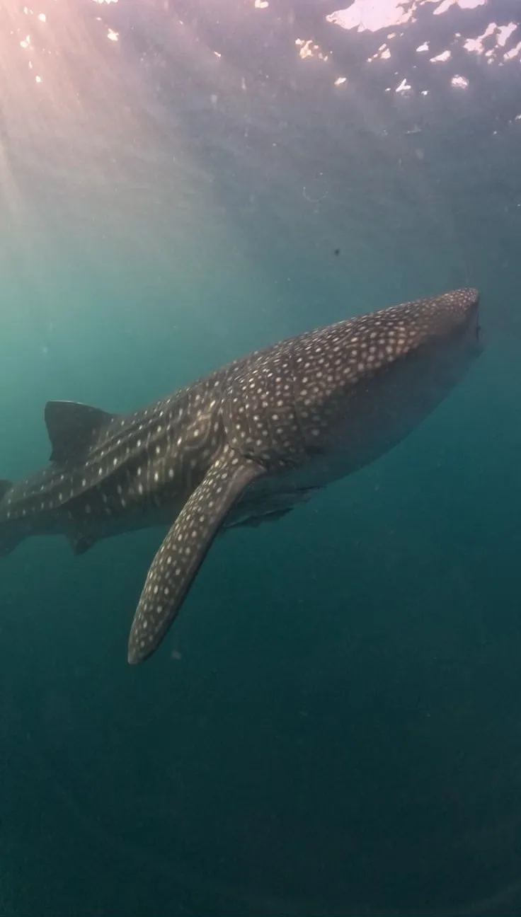 Swimming with Whale Sharks – Saleh Bay, Sumbawa